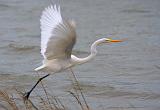 Egret Taking Wing_31240